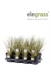 Acorus gramineus Argenteostriatus P14