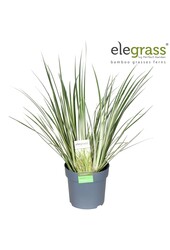 Acorus gramineus Argenteostriatus P14