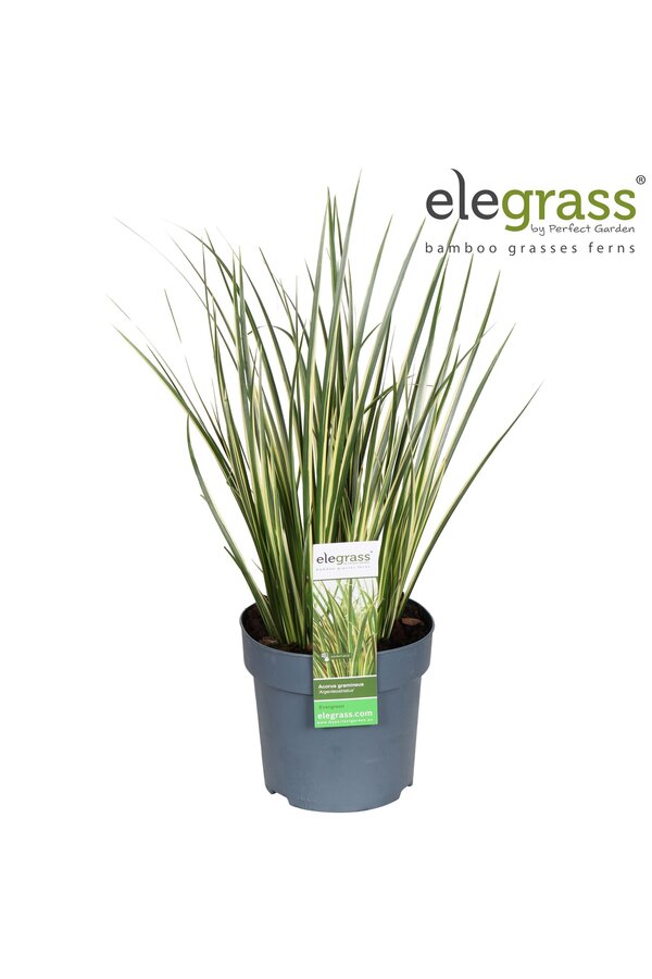 Acorus gramineus Argenteostriatus P14