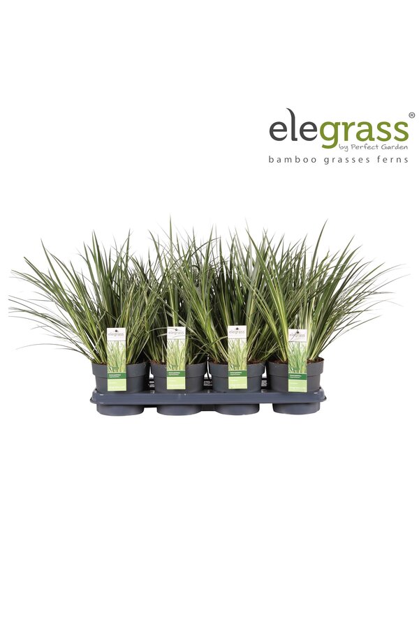 Acorus gramineus Argenteostriatus P14