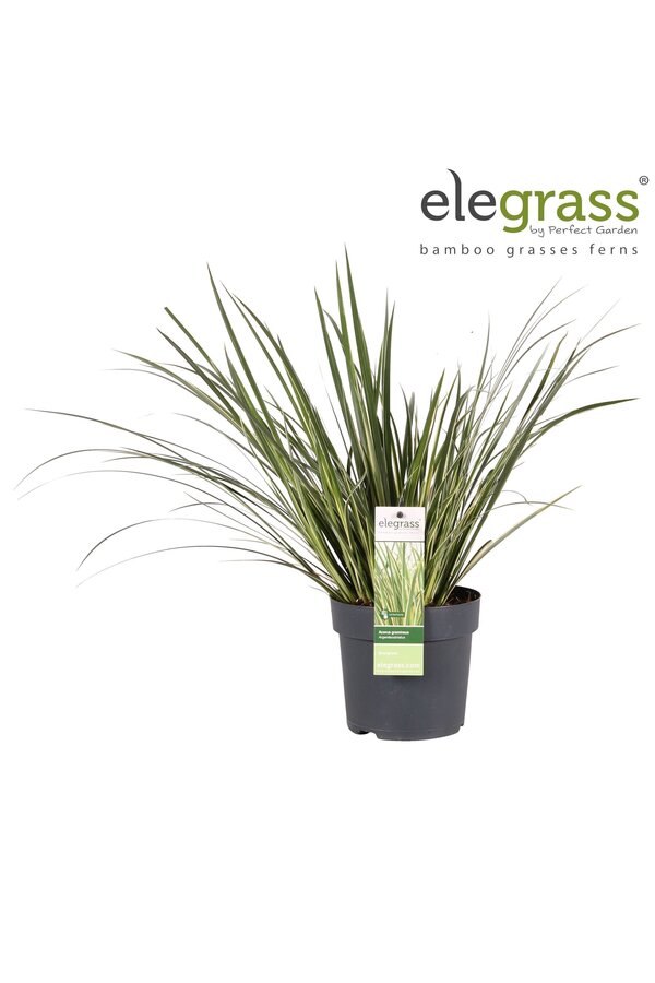 Acorus gramineus Argenteostriatus P14