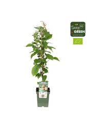 Actinidia deliciosa Jenny Bio P23