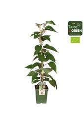 Actinidia deliciosa Jenny Bio P23
