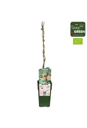 Actinidia deliciosa Jenny Bio P15