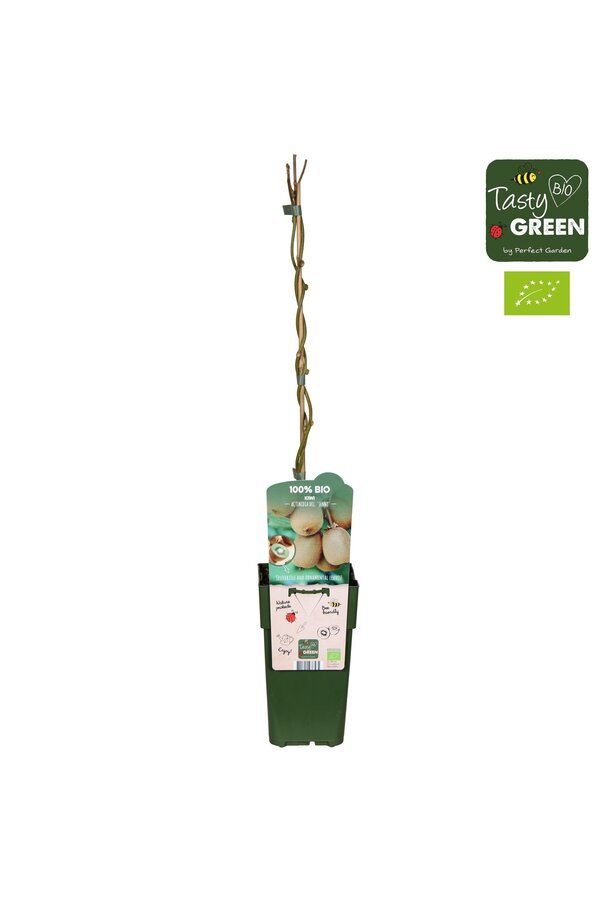 Actinidia deliciosa Jenny Bio P15