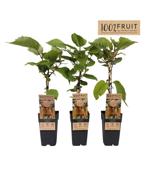 Actinidia deliciosa Hayward P15