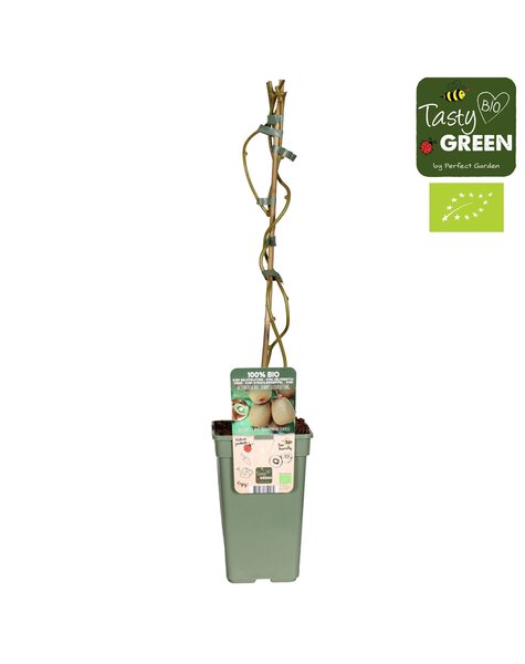 Actinidia Geneva+Weikii Ehe Bio P19