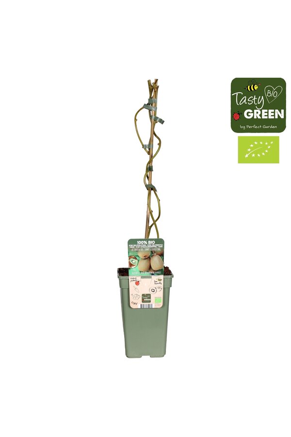 Actinidia Geneva+Weikii Ehe Bio P19