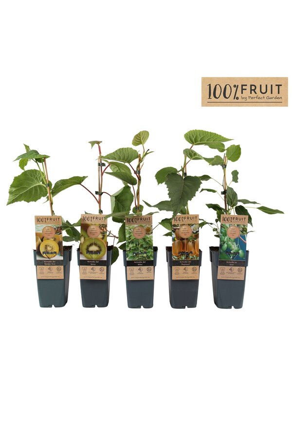 Actinidia Mix-Schale P15