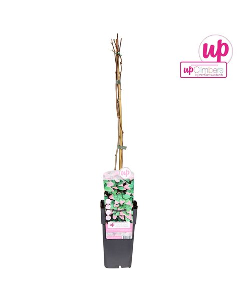 Actinidia kolomikta P15