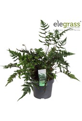 Anisocampium Sheareri P14