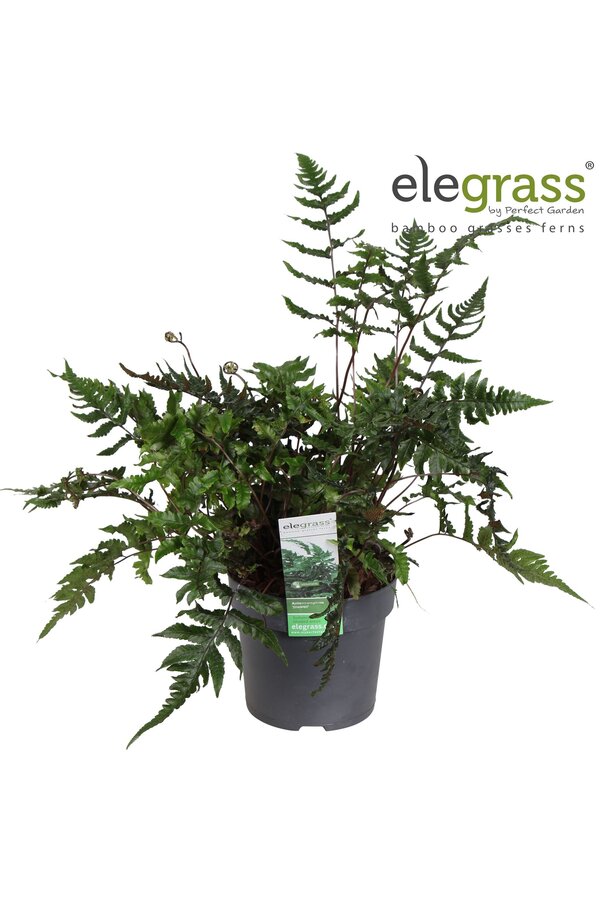 Anisocampium Sheareri P14