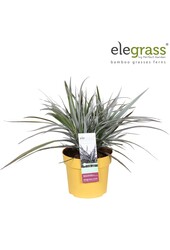 Astelia x nervosa Red Shadow P19