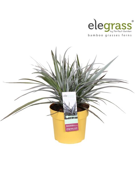 Astelia x nervosa Red Shadow P19