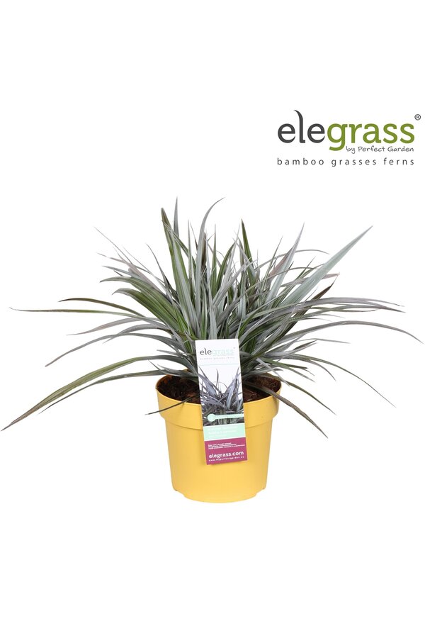 Astelia x nervosa Red Shadow P19