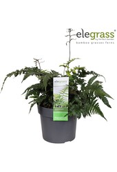 Anisocampium Sheareri P19