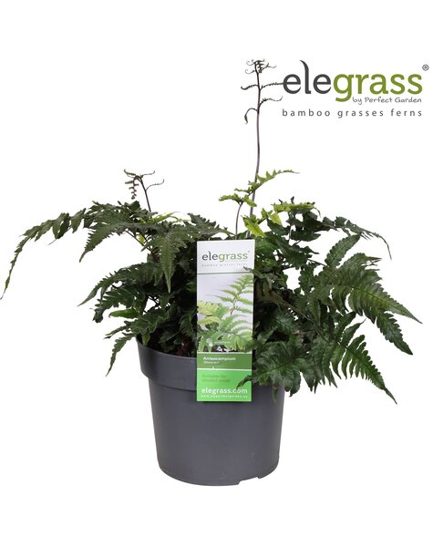 Anisocampium Sheareri P19