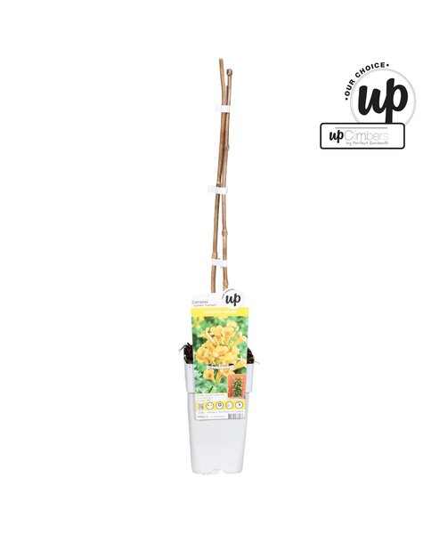 Campsis tagliabuana Golden Trumpet P15
