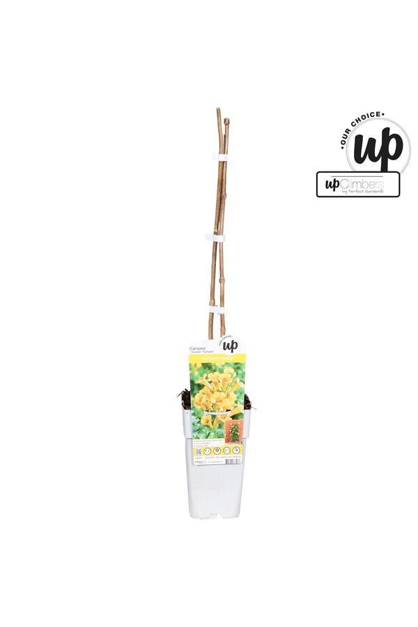 Campsis tagliabuana Golden Trumpet P15