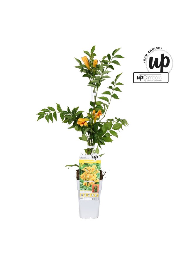 Campsis tagliabuana Golden Trumpet P15