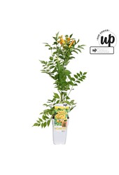 Campsis tagliabuana Golden Trumpet P15