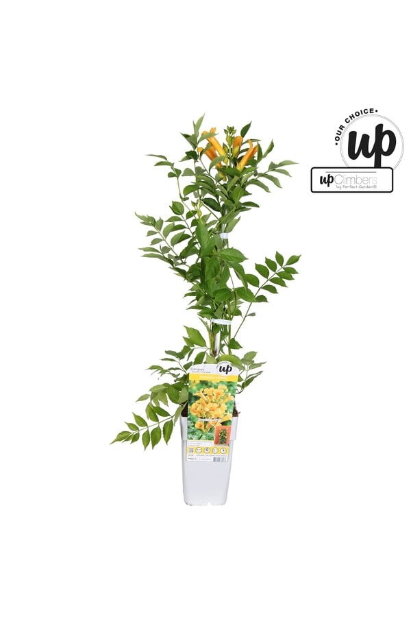 Campsis tagliabuana Golden Trumpet P15
