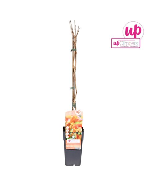 Campsis x tag Madame Galen (veredelt) P15