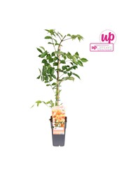 Campsis x tag Madame Galen (veredelt) P15