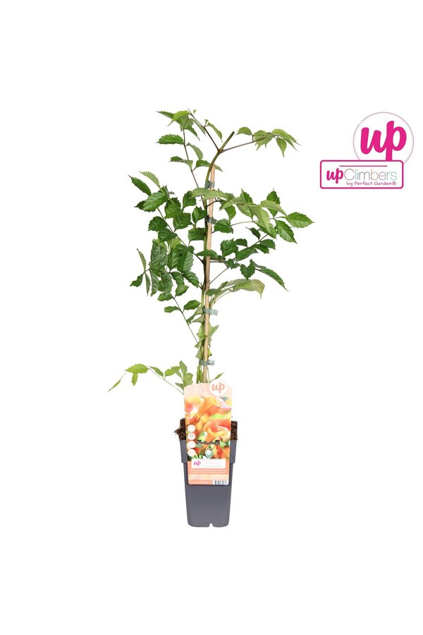 Campsis x tag Madame Galen (veredelt) P15