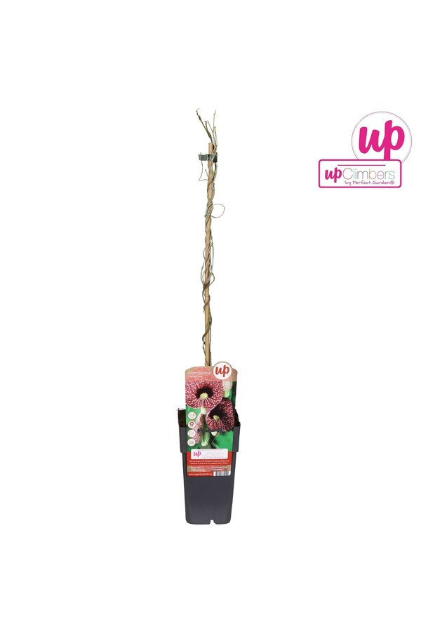 Aristolochia macrophylla P15