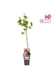 Aristolochia macrophylla P15