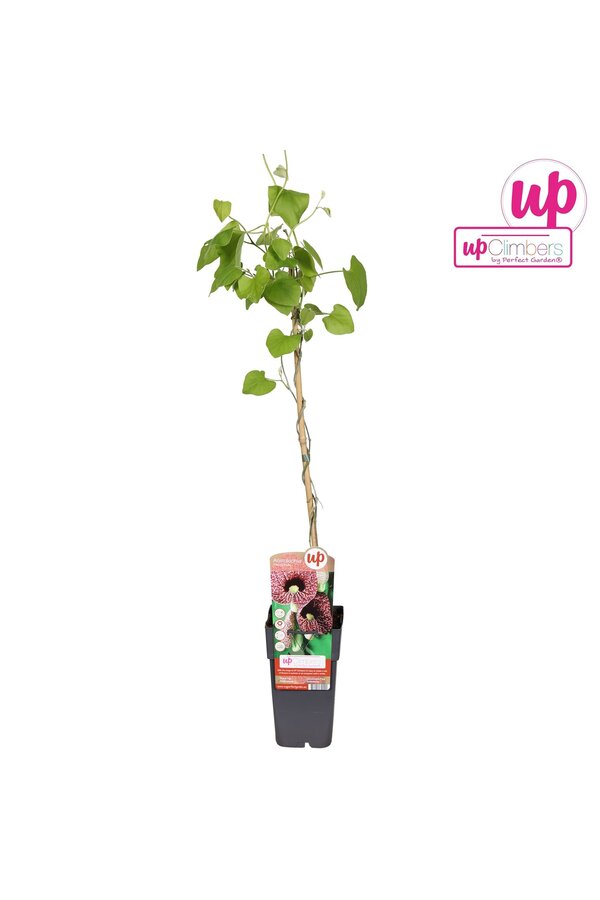 Aristolochia macrophylla P15