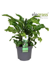 Asplenium scolopendrium P14