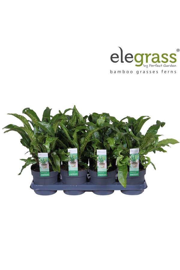 Asplenium scolopendrium P14