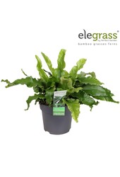 Asplenium scolopendrium P14