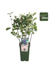 Amelanchier Spicata P19 Bio