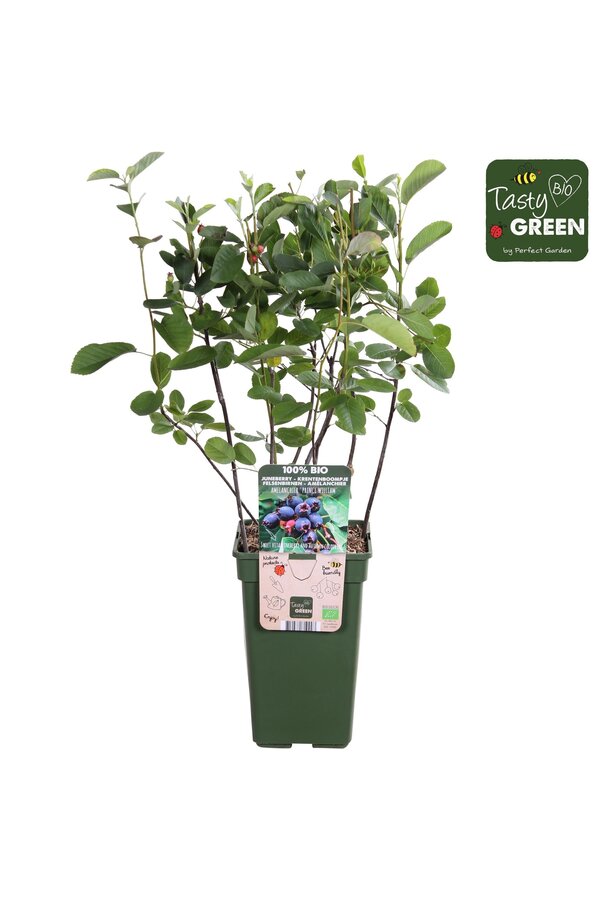 Amelanchier Spicata P19 Bio