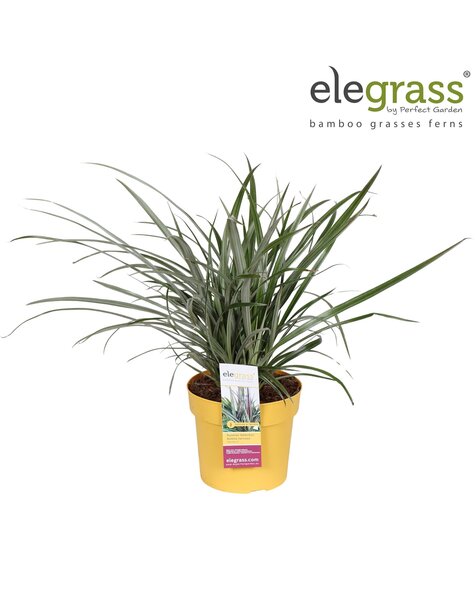 Astelia nervosa Westland P19