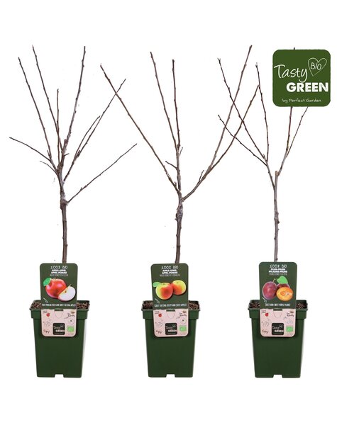 Bio Obstbäume Mischung niedrig P23