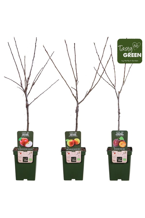 Bio Obstbäume Mischung niedrig P23