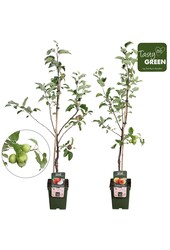 Bio Obstbäume Mischung niedrig P23