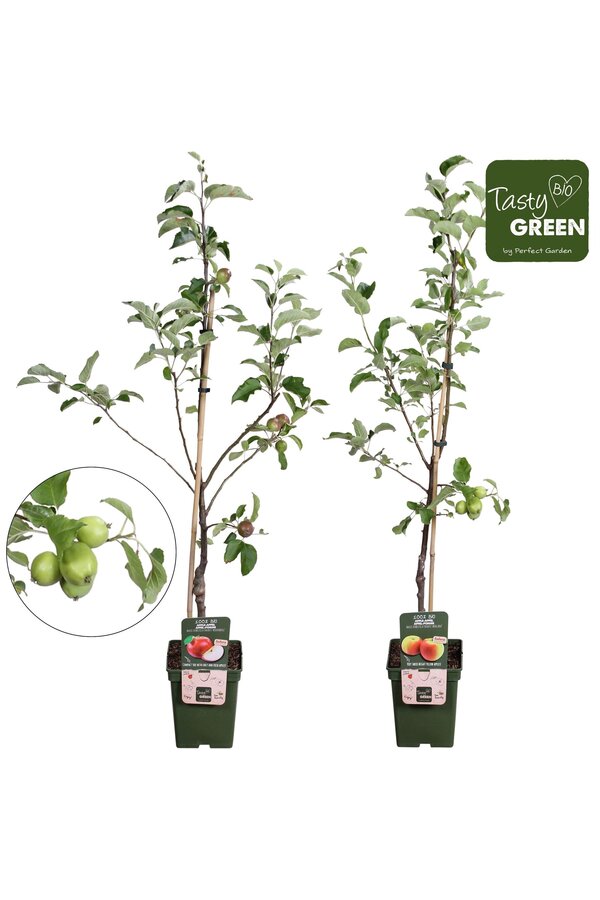 Bio Obstbäume Mischung niedrig P23