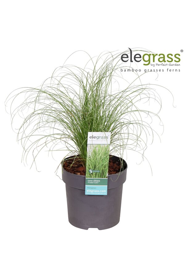 Carex comans Frosted Curls P14