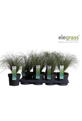 Carex comans Frosted Curls P14