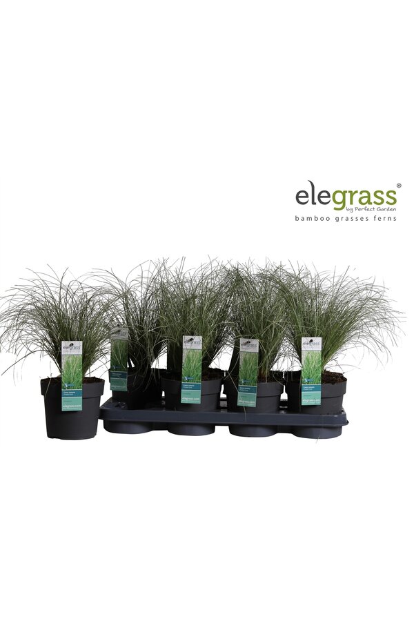 Carex comans Frosted Curls P14