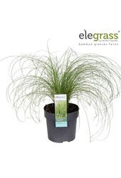 Carex comans Frosted Curls P14