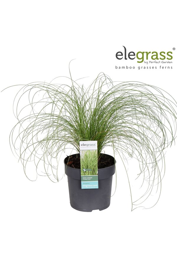 Carex comans Frosted Curls P14