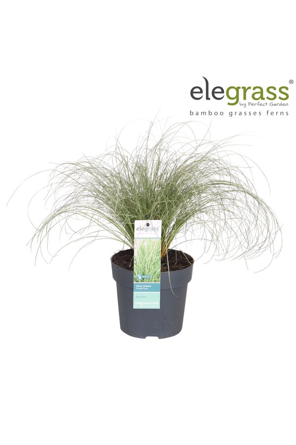 Carex comans Frosted Curls P14