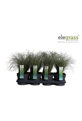 Carex comans Frosted Curls P14