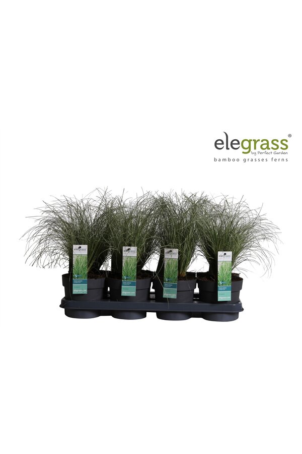 Carex comans Frosted Curls P14